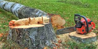 Best Firewood Processing and Delivery  in Frazee, MN