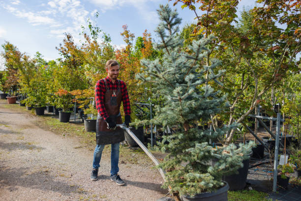 Best Arborist Consultation Services  in Frazee, MN