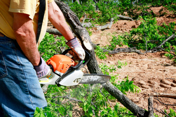 Best Utility Line Clearance  in Frazee, MN